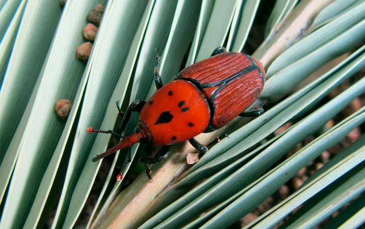 Gestión integrada del picudo rojo en palmeras