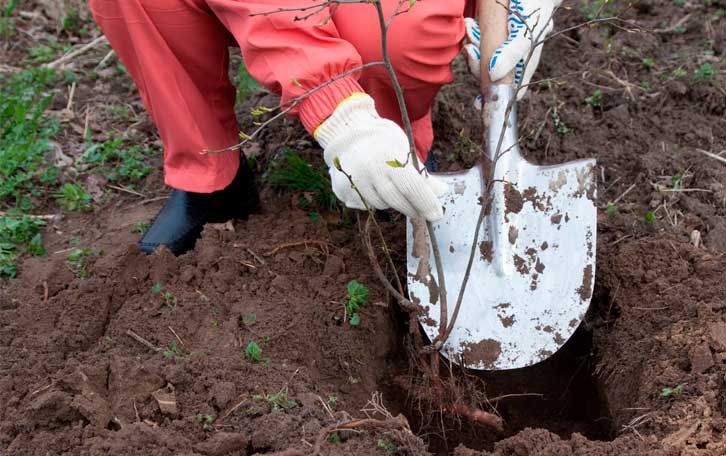 Formación en Servicios de Jardinería