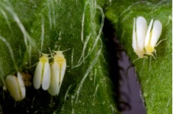 Guia de Plagas en Jardines en Valencia MOSCA BLANCA