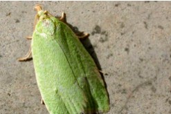 Guia de Plagas en Jardines en Valencia MARIPOSA (Tortrix viridana)​