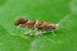 POLILLA (Cameraria ohridella) Guia de Plagas en Jardines en Valencia Lucaplant