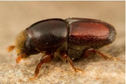 ESCARABAJO (Scolytus multistriatus)​ Guia de Plagas en Jardines en Valencia Lucaplant