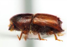 ESCARABAJO (Ips acuminatus)​​​ Guia de Plagas en Jardines en Valencia Lucaplant