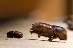 ESCARABAJO (Lps sexdentatus)​​​​ Guia de Plagas en Jardines en Valencia Lucaplant