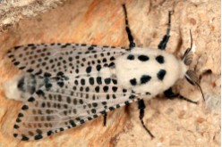 POLILLA (Zeuzera pyrina)​ Guia de Plagas en Jardines en Valencia Lucaplant