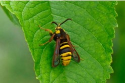 POLILLA (Paranthrena tabaniformis)​​ Guia de Plagas en Jardines en Valencia Lucaplant