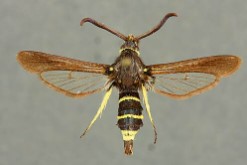 POLILLA (Sesia apiformis)​​​ Guia de Plagas en Jardines en Valencia Lucaplant