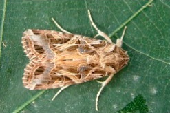 POLILLA (Agrostis segetum)​ Guia de Plagas en Jardines en Valencia Lucaplant