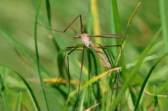 MOSCA (Tipula oleracea)​ Guia de Plagas en Jardines en Valencia Lucaplant