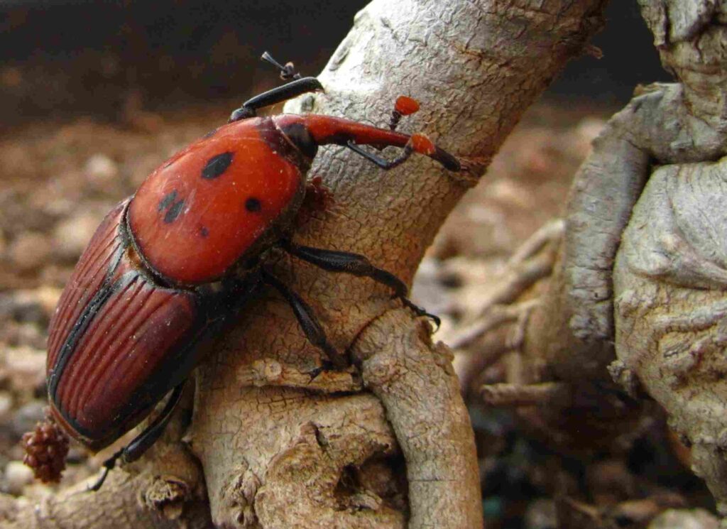 tratamiento picudo rojo