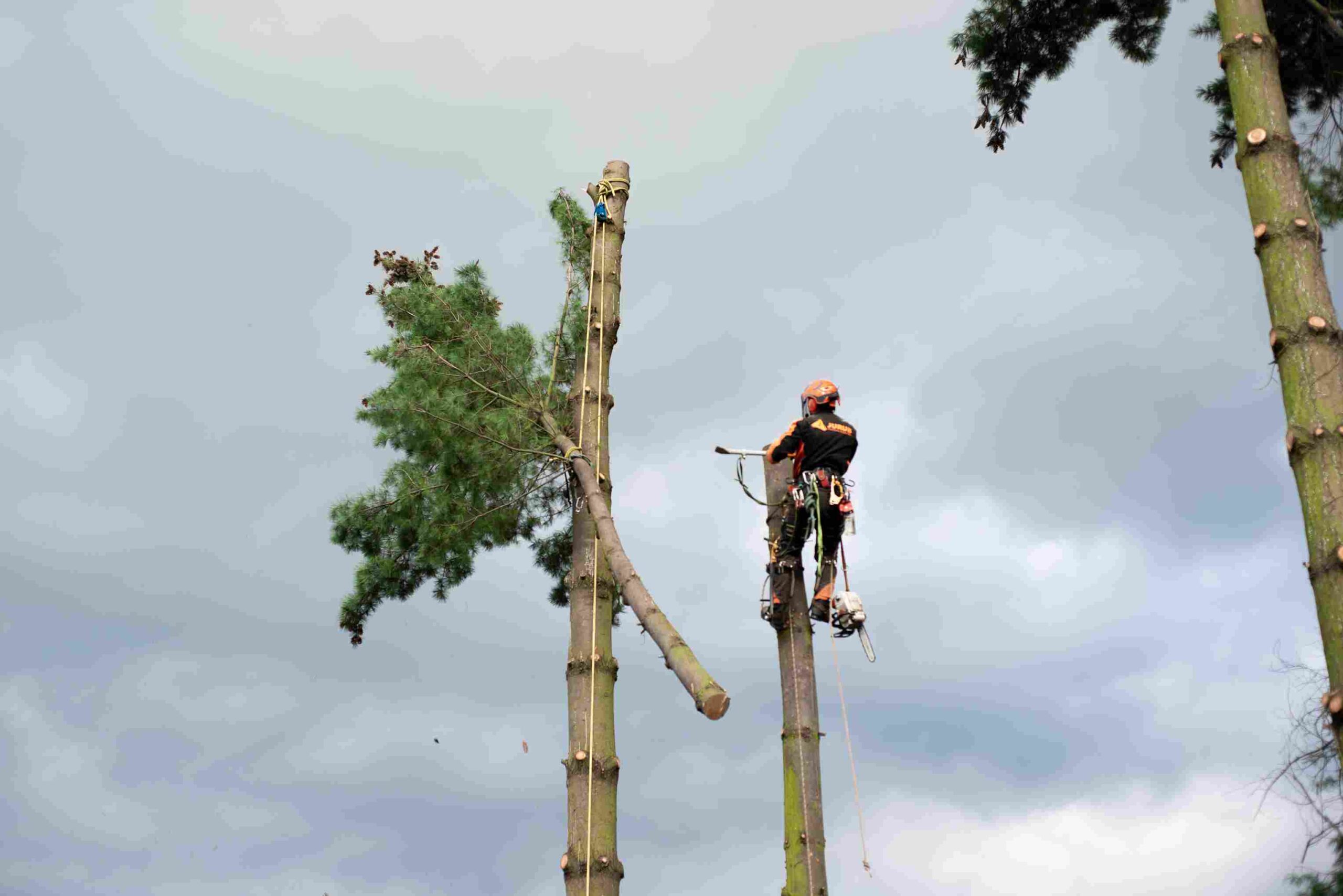 pedir al ayuntamiento que corte un árbol